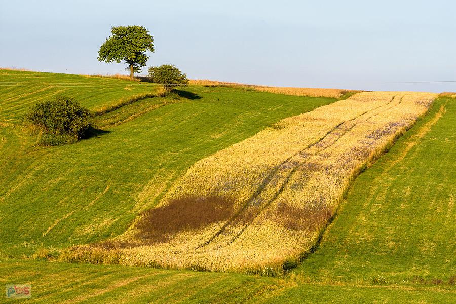 Cynków (Koziegłowy)
