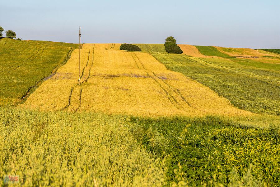 Cynków (Koziegłowy)
