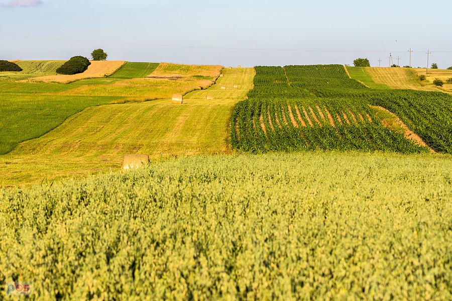 Cynków (Koziegłowy)