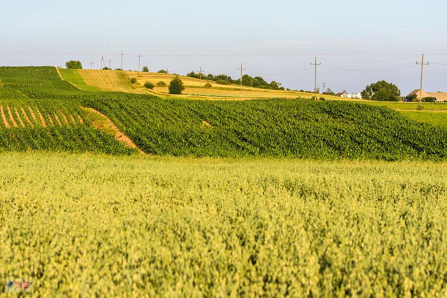 Cynków (Koziegłowy)