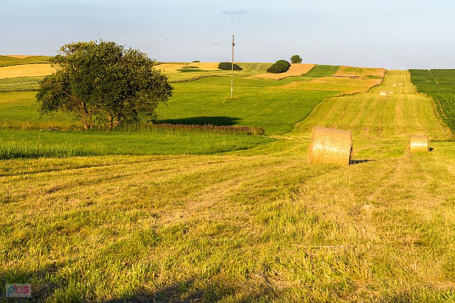 Cynków (Koziegłowy)