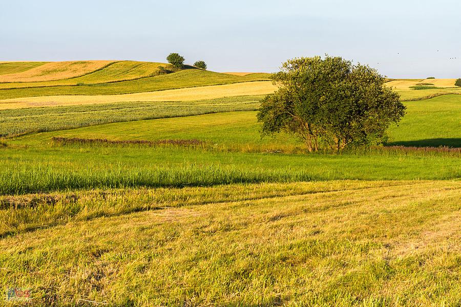 Cynków (Koziegłowy)