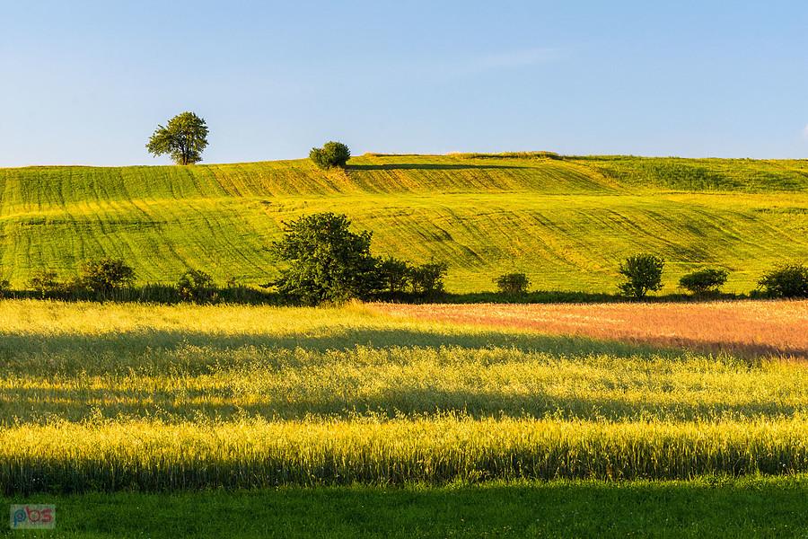 Cynków (Koziegłowy)