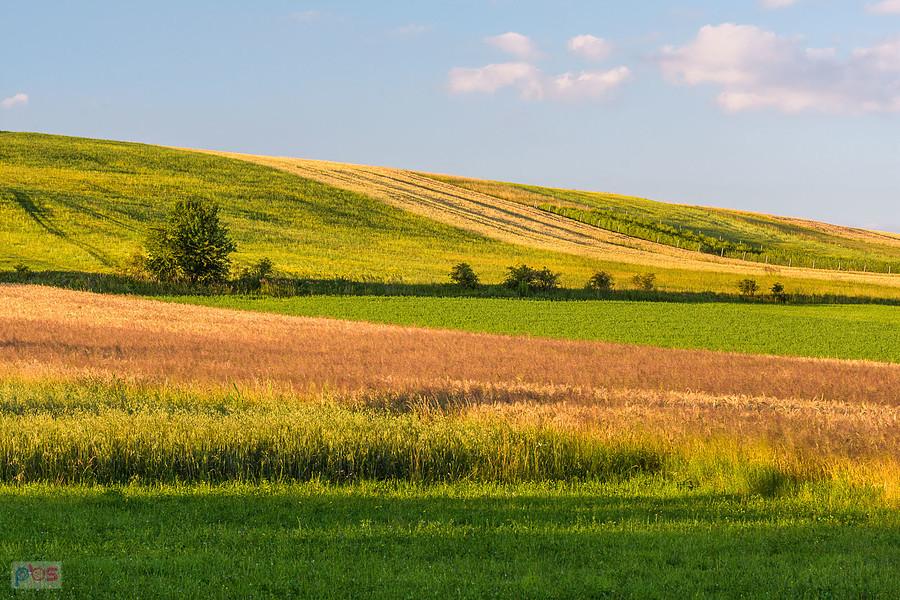 Cynków (Koziegłowy)