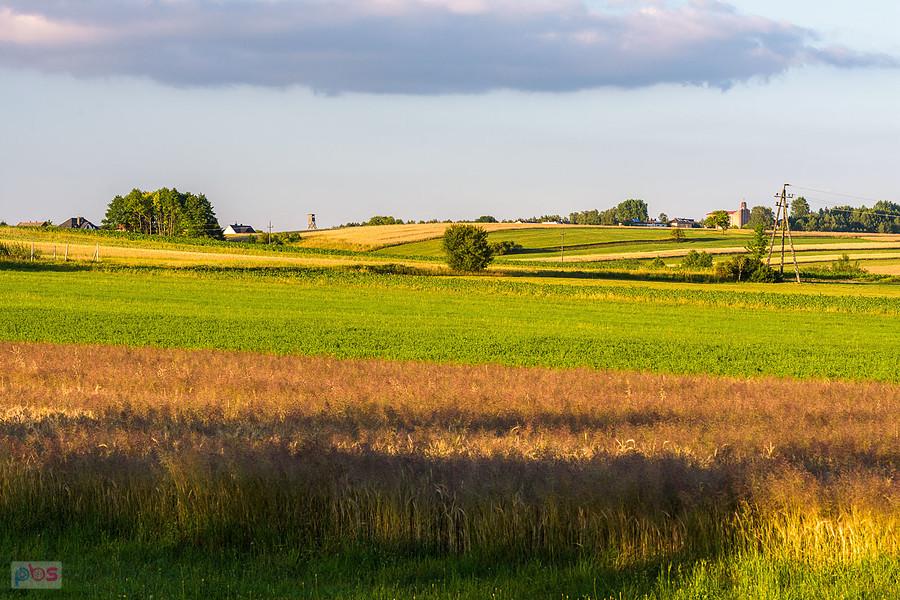 Cynków (Koziegłowy)