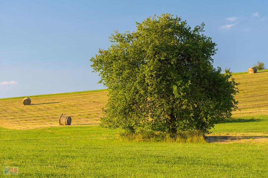 Woźniki, pole jeszcze niedaleko Cynkowa