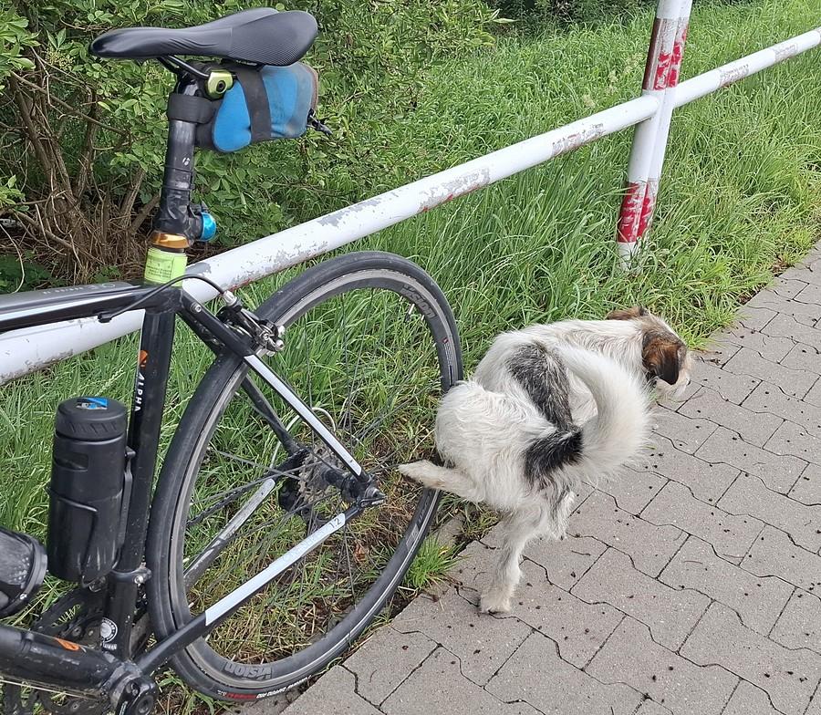 No cóż... Chyba rower został oznakowany
