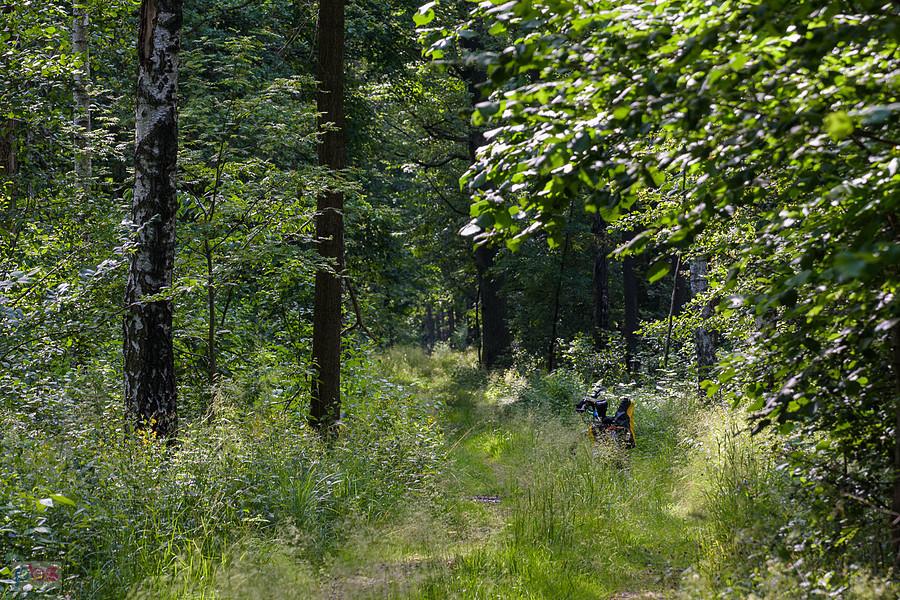 Kochanowice, droga leśna w kierunku miejscowości Sadów