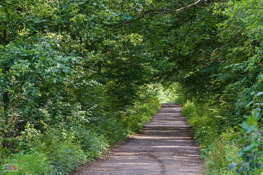 Kochanowice, droga leśna będąca przedłużeniem ul. Wiejskiej