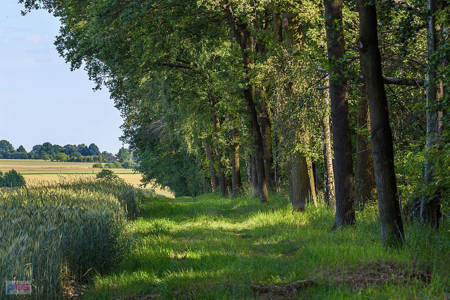 Sadów