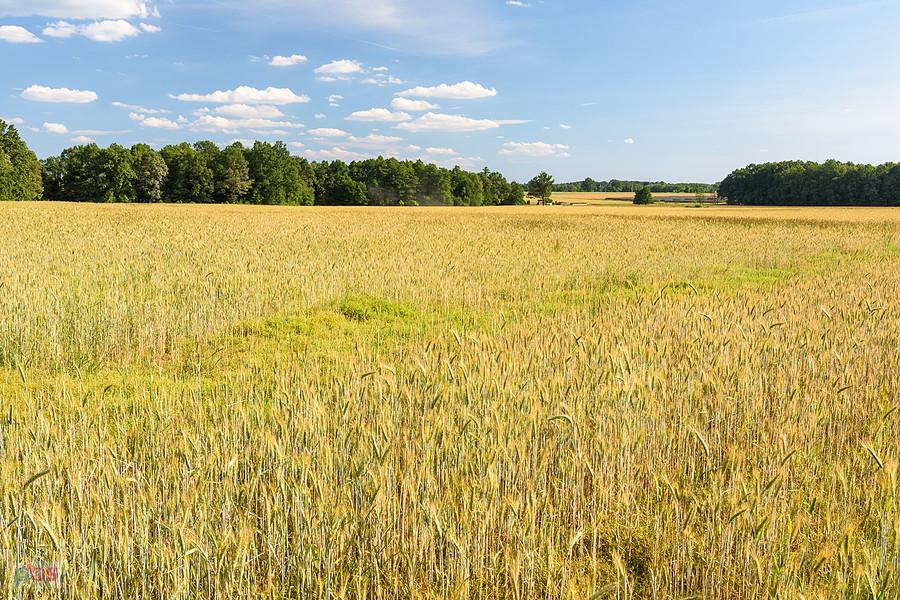 Sadów, w oddali przysiółek Blich
