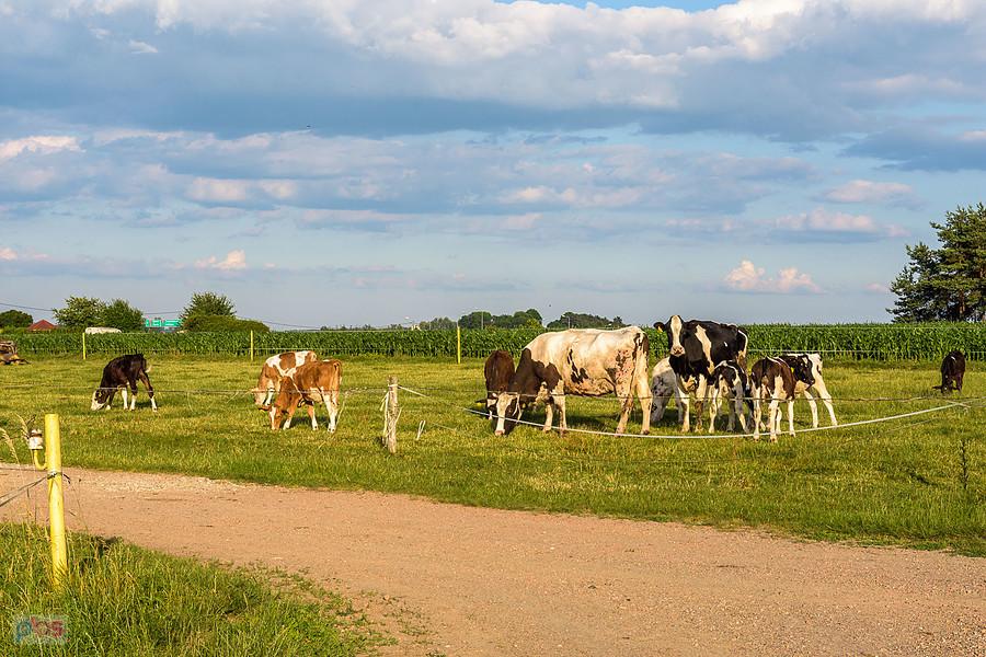 Krowy i młode byczki w Lubecku