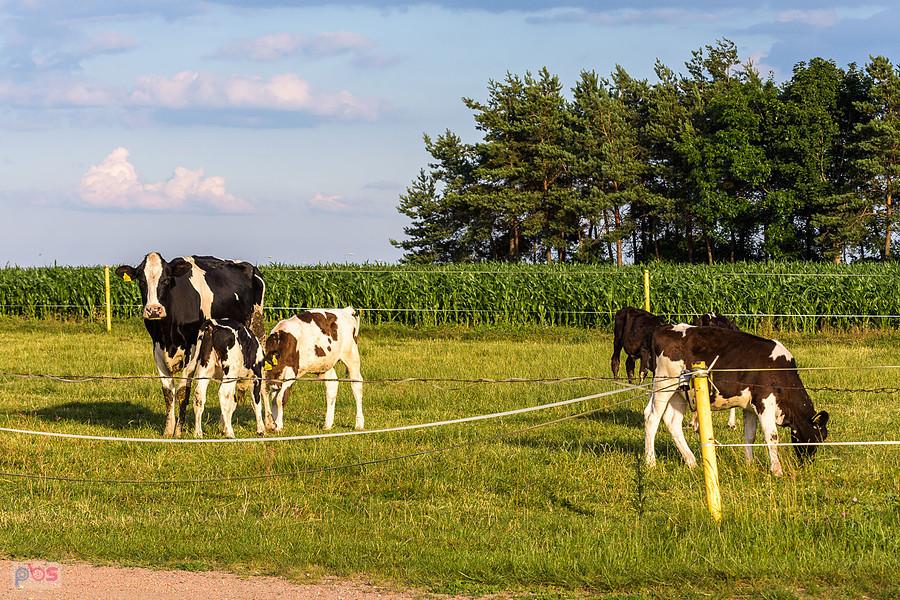 Krowa i młode byczki w Lubecku