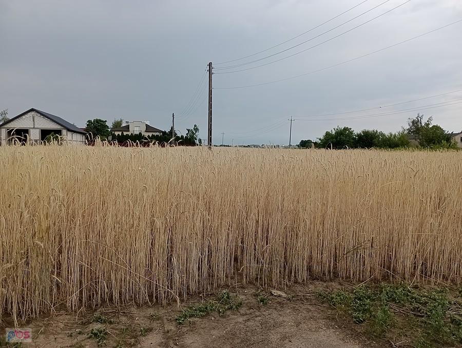 Zboże już prawie gotowe do ścięcia