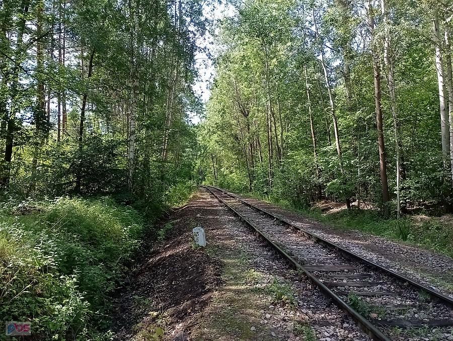 Tor przez las