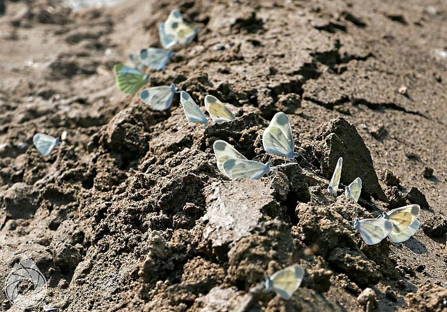 wietki siedzą sobie na mokrym błotku w ciepły dzień