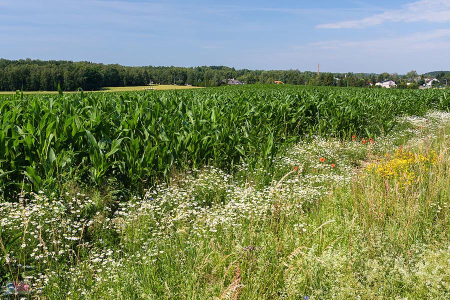 Rząsawy, Częstochowa