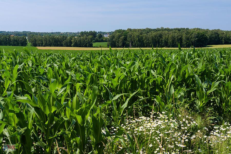 Rząsawy, Częstochowa