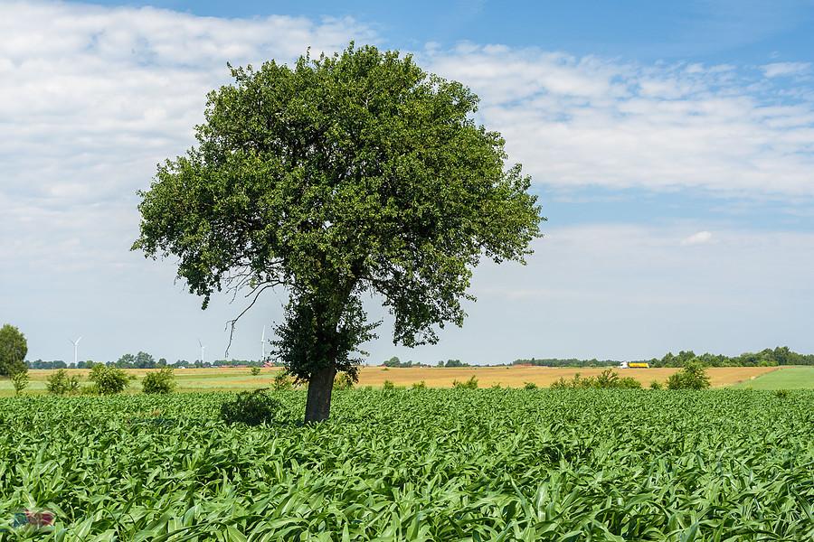Lubojenka