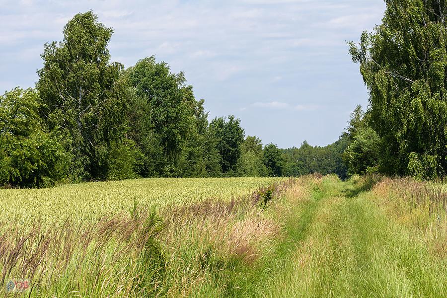 Droga wzdłuż pola w Mykanowie