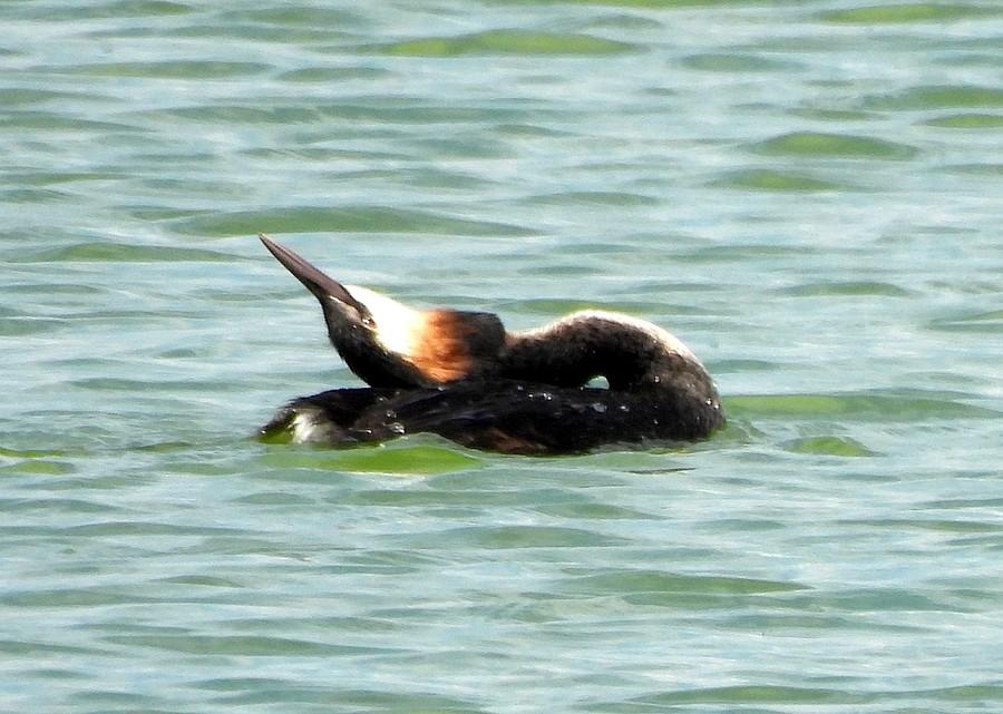 Perkozia ekwilibrystyka
