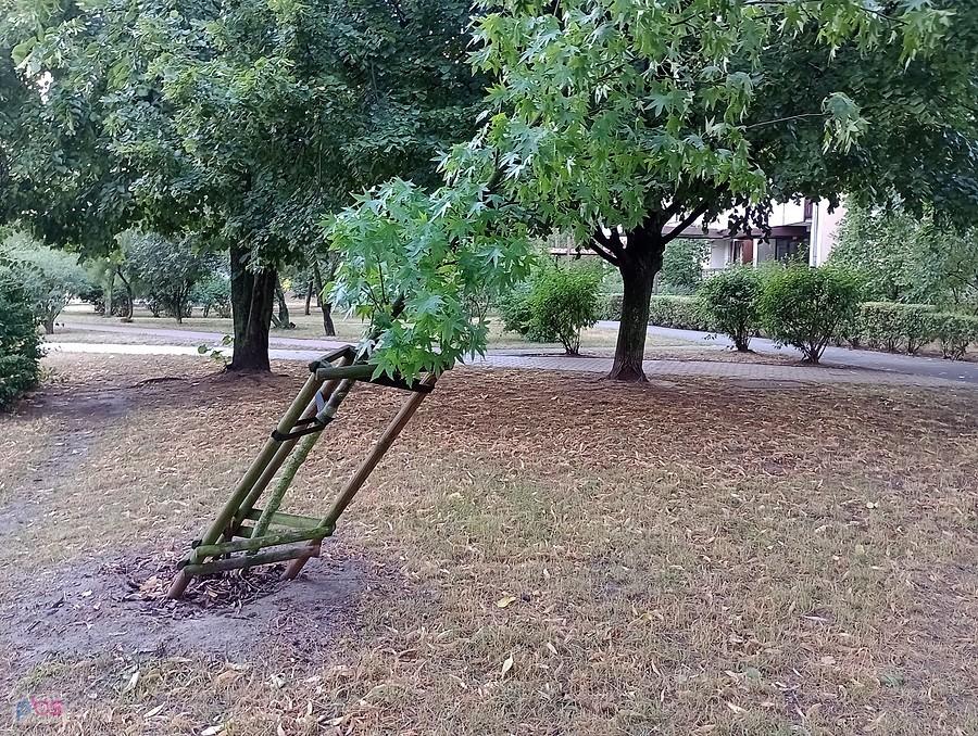 To drzewko przeżyło