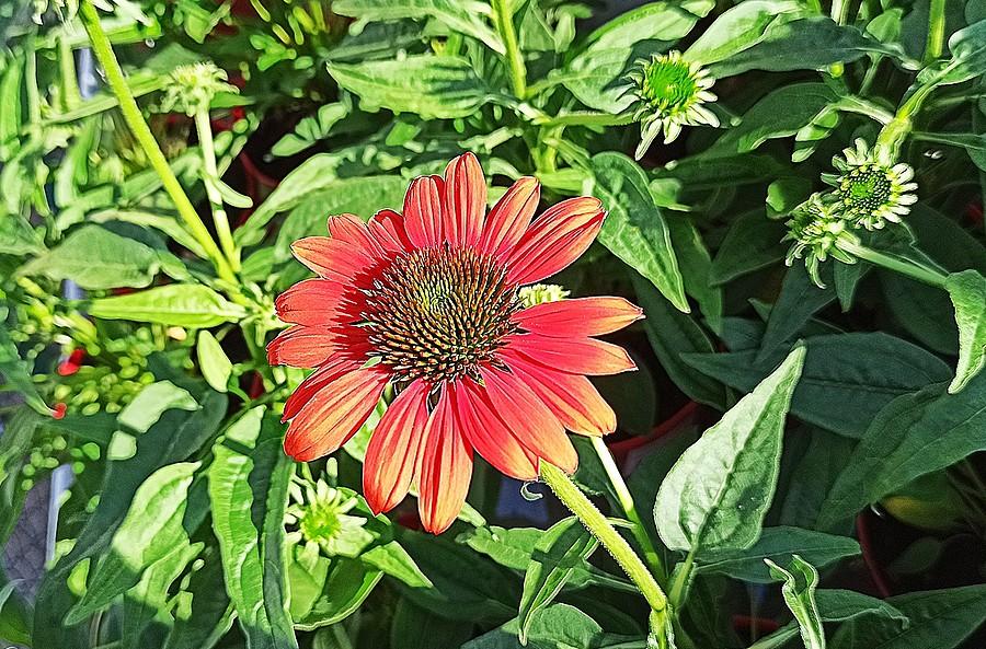 Echinacea