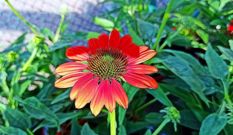 Echinacea albo jeżówka