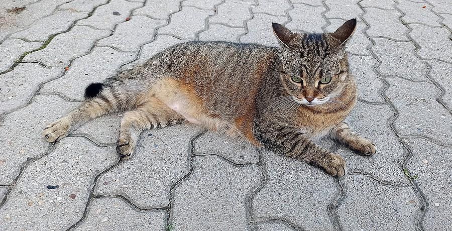 Ulubiony kotek na trasie