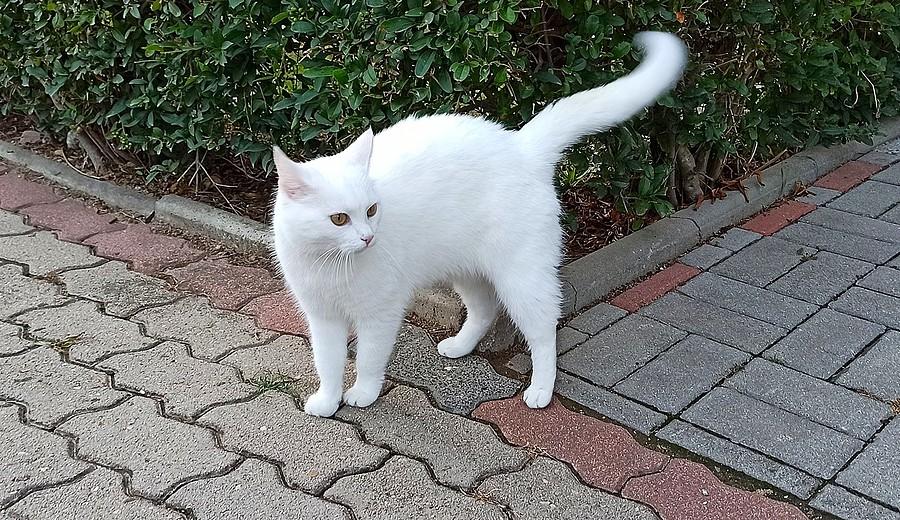 Drugi ulubiony kotek na trasie