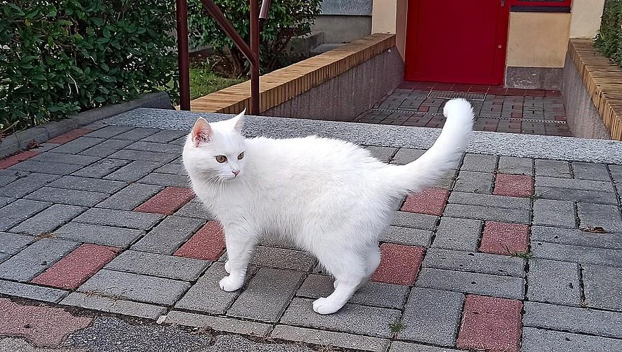 Znajoma śnieżynka