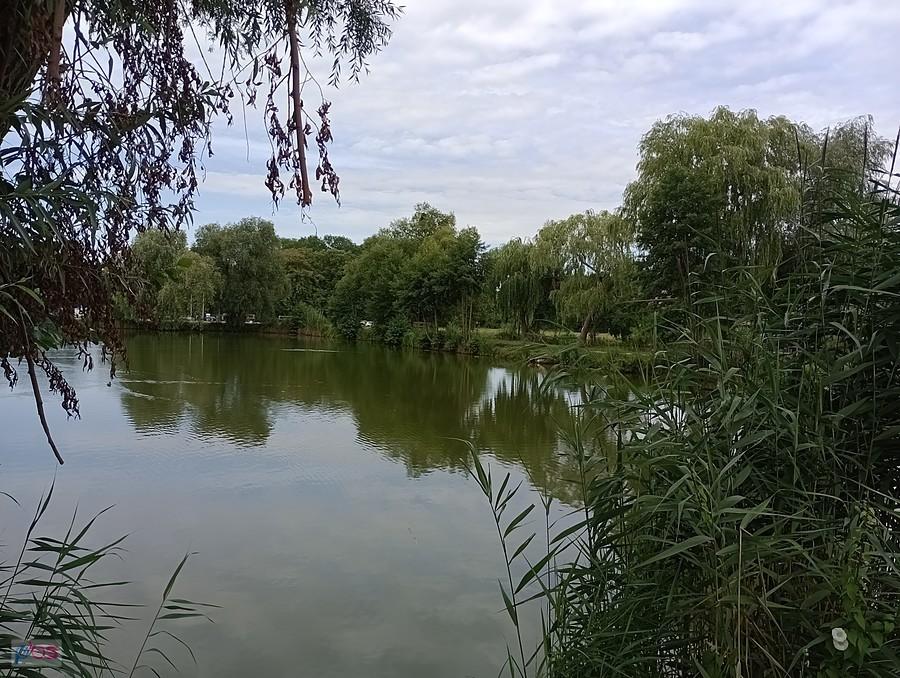 Staw w Zielonkach