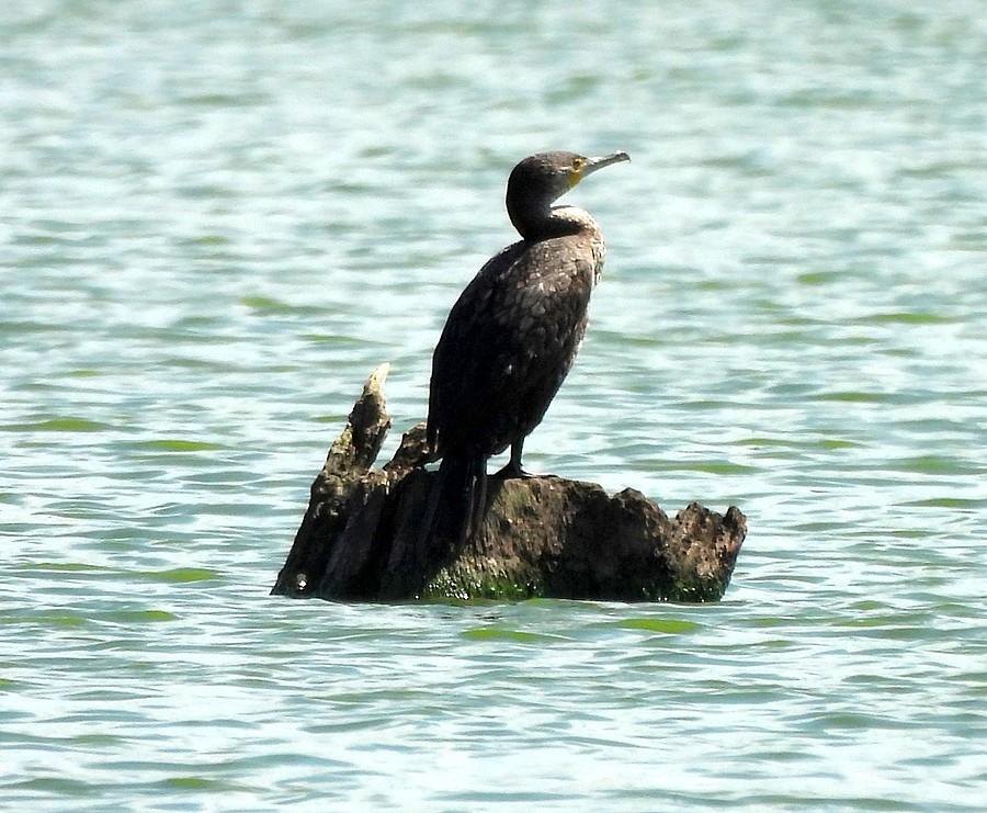 Samotny kormoran