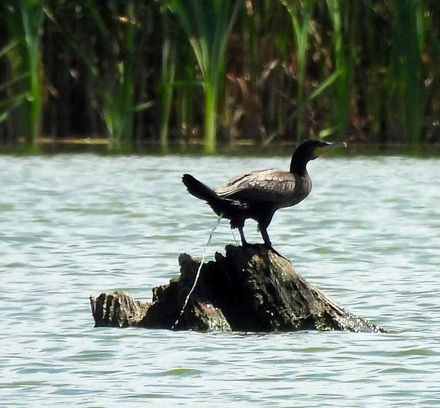 Wydalający kormoran