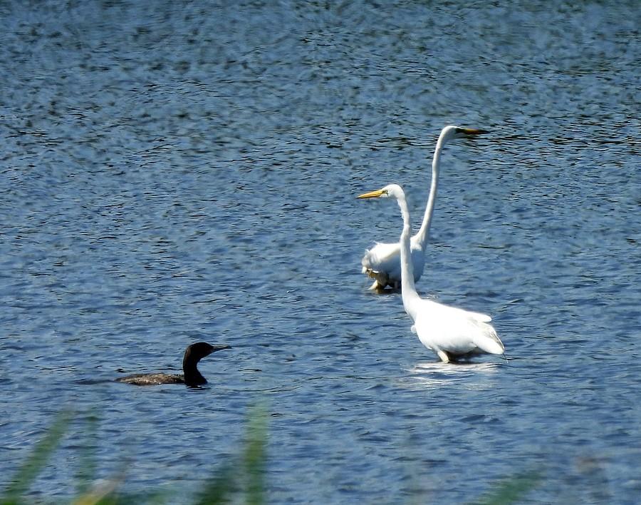 Czaple białe i kormoran