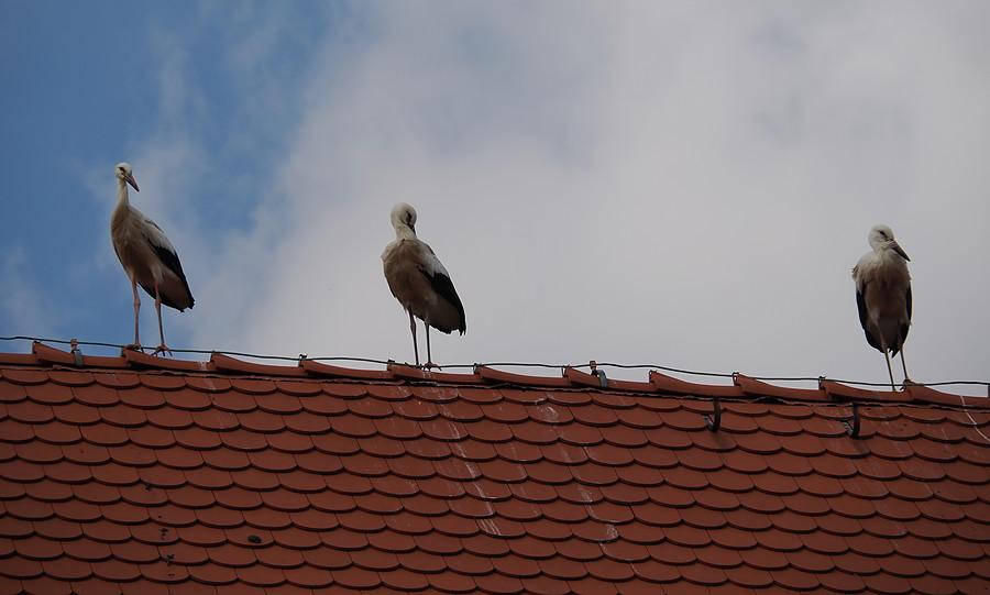 Trzy bocianie juniory na dachu kościoła w Połęcku