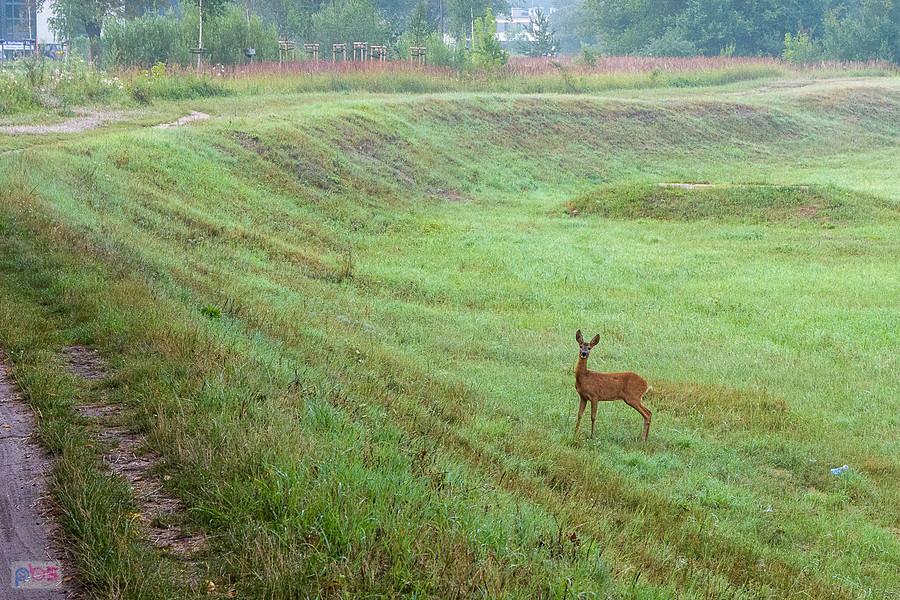 Sarna w pobliżu Kucelinki - Częstochowa, dzielnica Zawodzie-Dąbie.