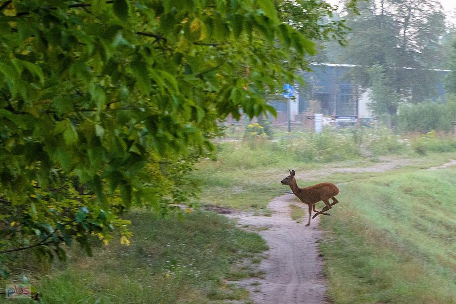 Sarna w pobliżu Kucelinki - Częstochowa, dzielnica Zawodzie-Dąbie.