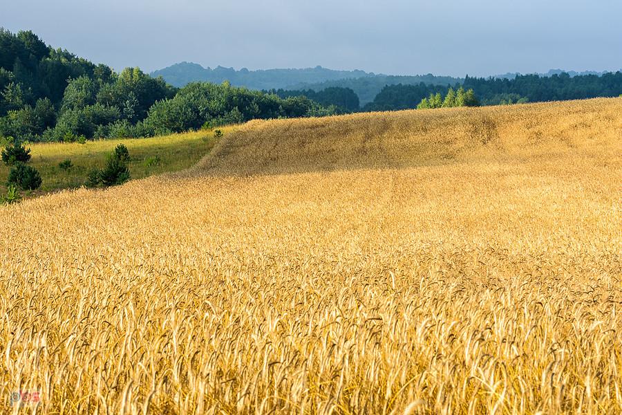 Złoty Potok