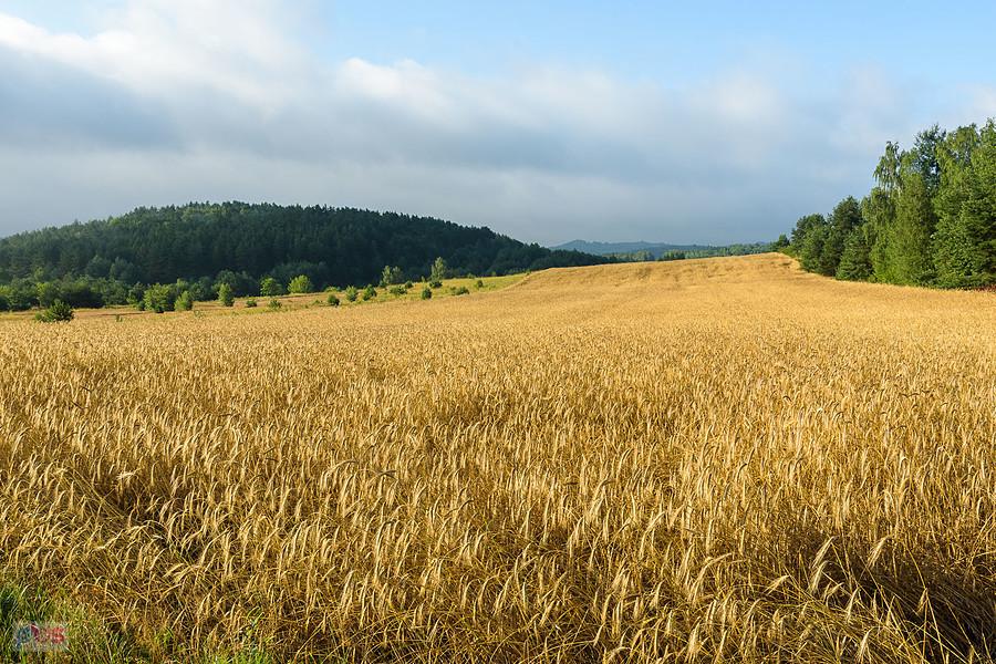 Złoty Potok