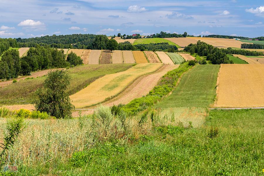 Mzurów (Niegowa)