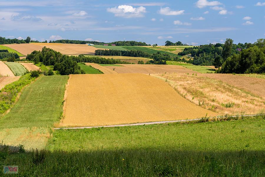 Mzurów (Niegowa)