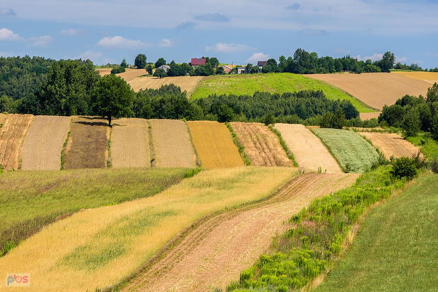 Mzurów (Niegowa)