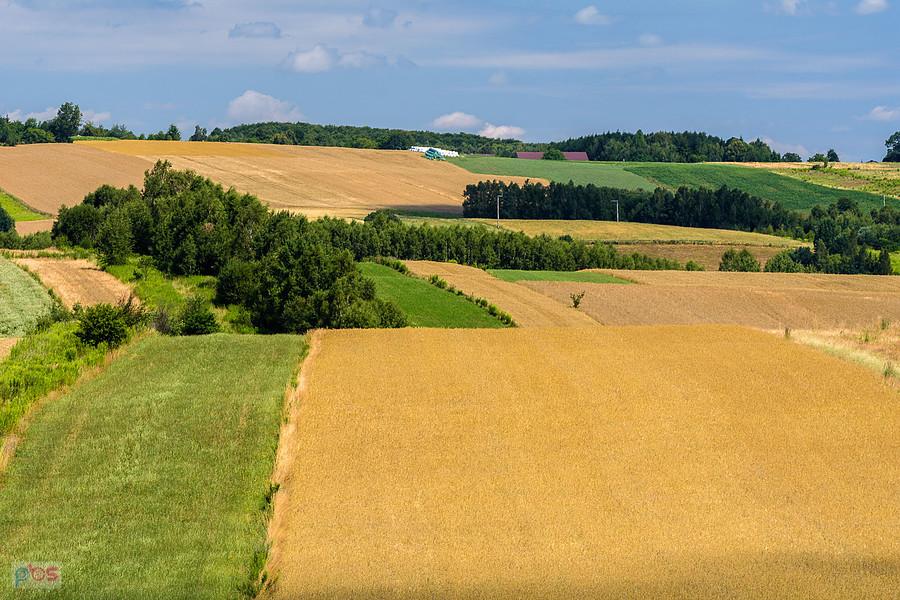 Mzurów (Niegowa)