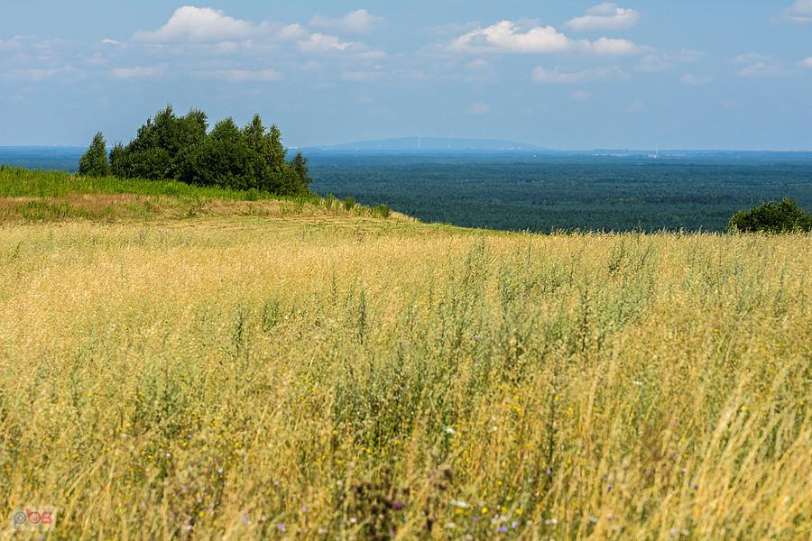Brzeziny (Niegowa)