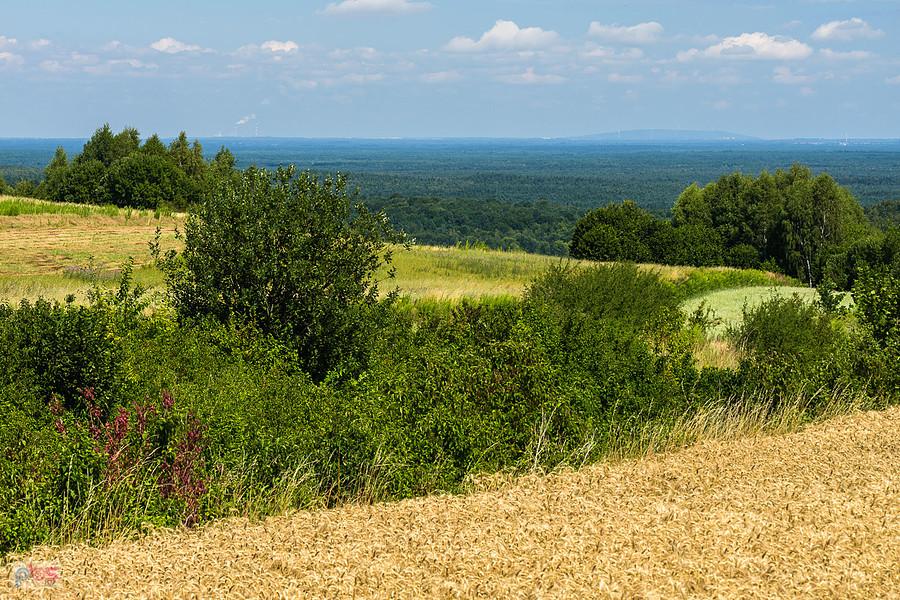 Brzeziny (Niegowa)