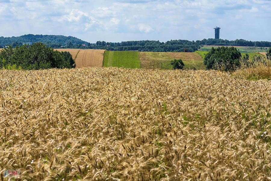 Brzeziny (Niegowa)