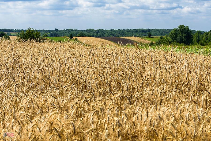 Brzeziny (Niegowa)