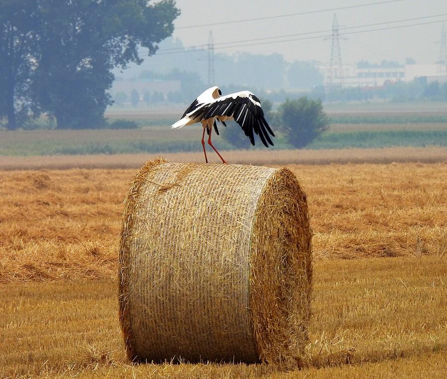 Bociek wskakuje na balot