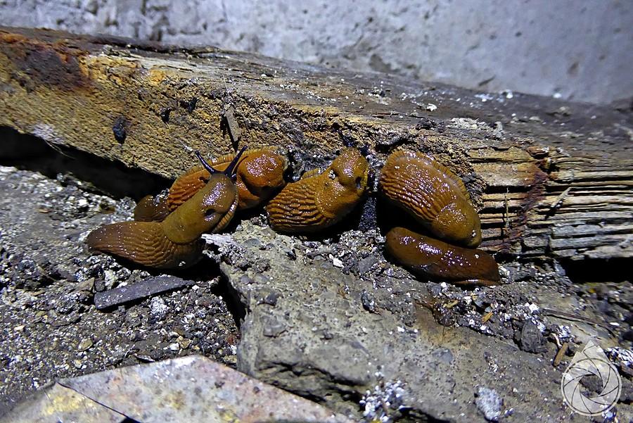 ślimaczki obgryzają wiekowe drewno w bunkrze